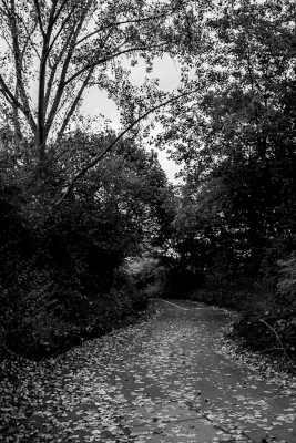 Walk Path Walk Path